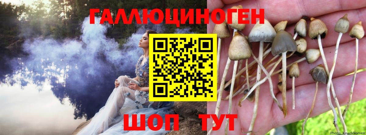 Ярцево  Галлюциногенные грибы Psilocybine cubensis  Вход с VPN 